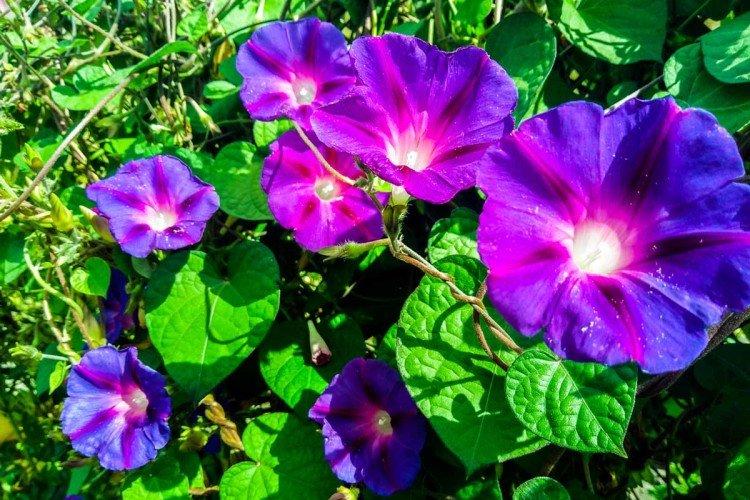 Ipomoea (60 photos): types, planting and care in the open field