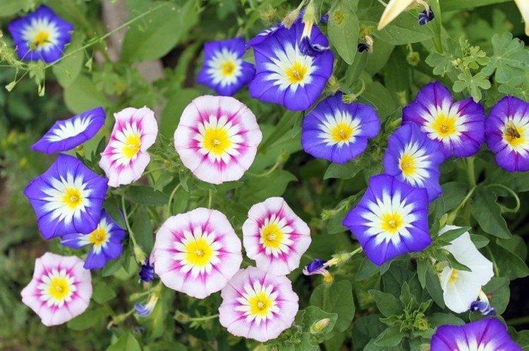 Trojfarebná ranná sláva Trojfarebná ranná sláva