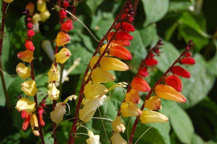Ranná sláva Mina Lobata Ranná sláva Mina Lobata