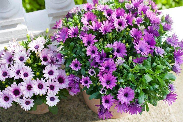 Osteospermum (50 fotografií): druhy, výsadba a starostlivosť na otvorenom poli Osteospermum (50 fotografií): druhy, výsadba a starostlivosť na otvorenom poli