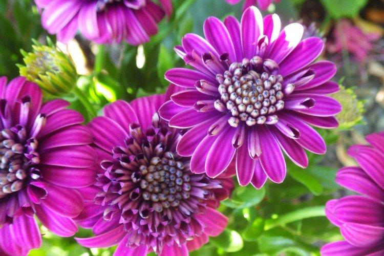 Osteospermum - foto Osteospermum - foto