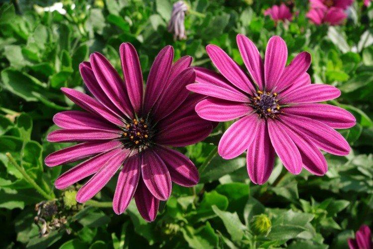 Osteospermum - foto Osteospermum - foto