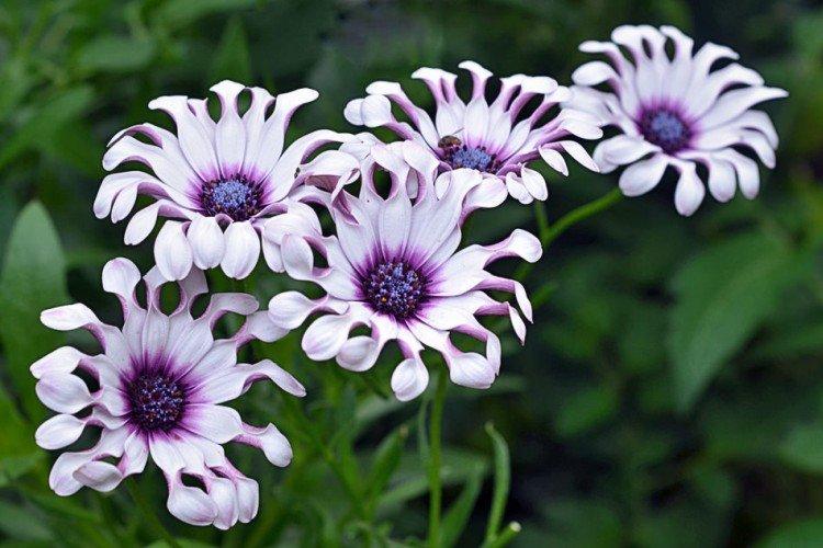Osteospermum - foto Osteospermum - foto