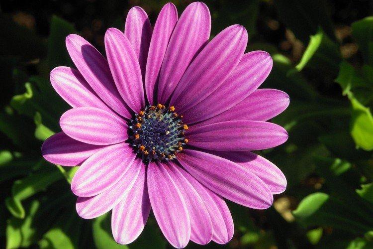 Osteospermum - fotografia Osteospermum - foto