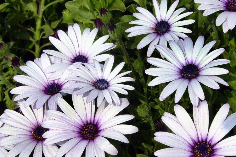 Osteospermum Eklona Osteospermum Eklona