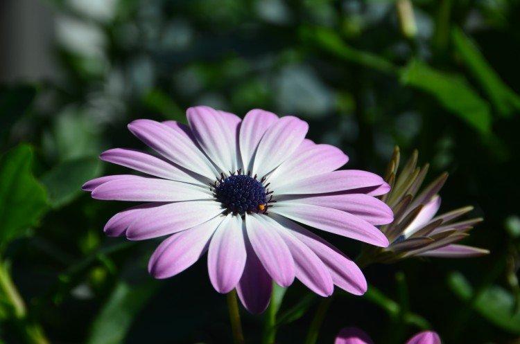 Osteospermum - foto Osteospermum - foto