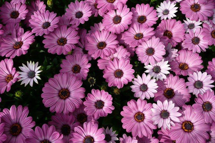 Osteospermum - foto Osteospermum - foto