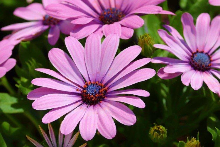 Osteospermum - foto Osteospermum - foto