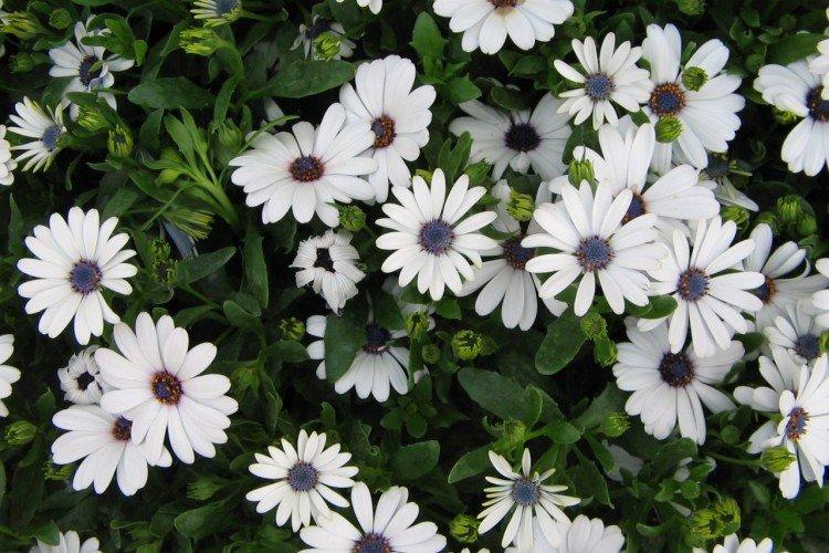 Osteospermum - foto Osteospermum - foto