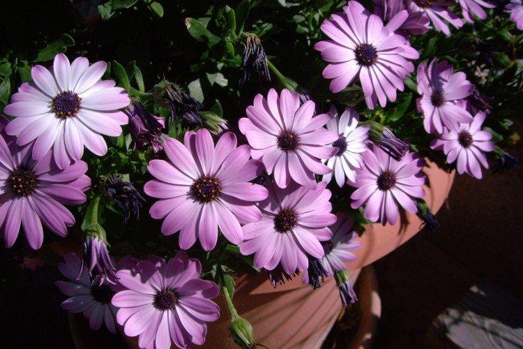 Osteospermum - foto Osteospermum - foto