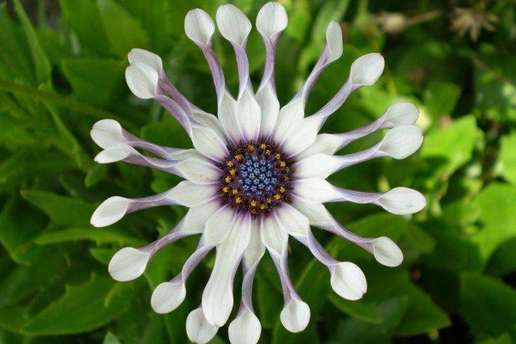 Osteospermum - foto Osteospermum - foto