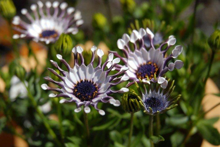 Osteospermum - foto Osteospermum - foto