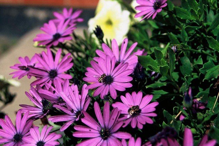 Osteospermum - foto Osteospermum - foto