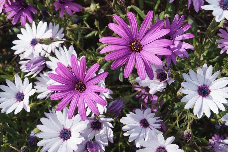 Osteospermum je príjemné Osteospermum je príjemné