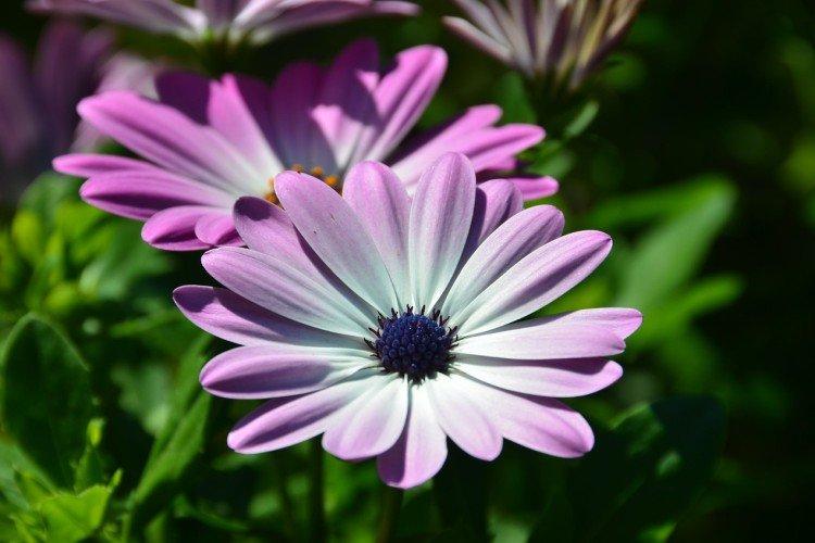 Osteospermum - foto Osteospermum - foto