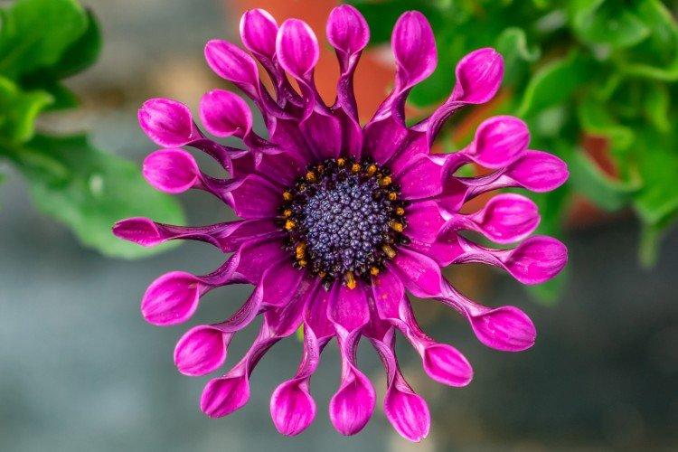 Osteospermum - foto Osteospermum - foto