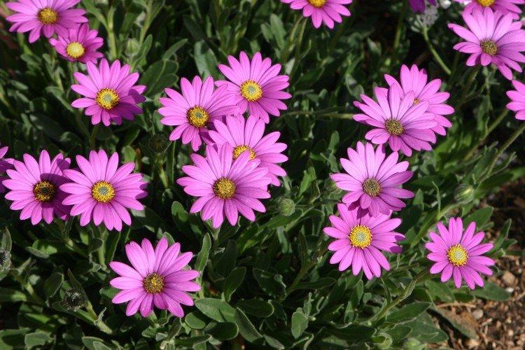 Osteospermum - foto Osteospermum - foto
