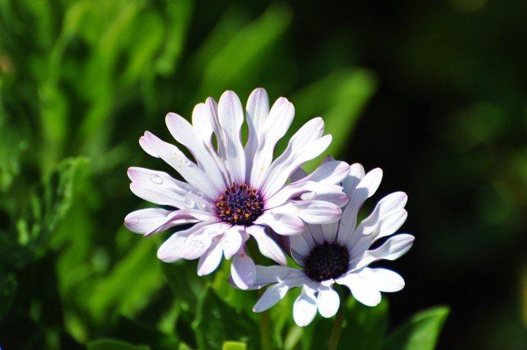 Osteospermum - foto Osteospermum - foto
