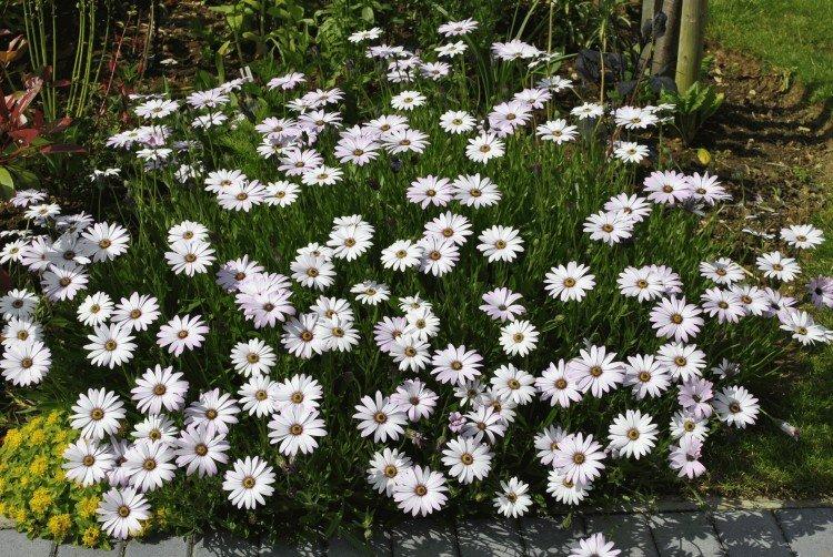 Osteospermum - foto Osteospermum - foto