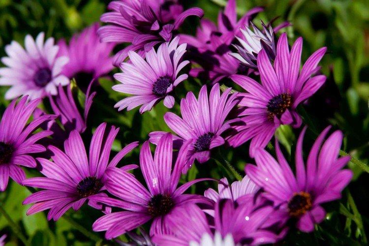 Osteospermum - foto Osteospermum - foto