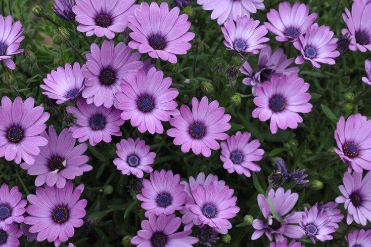 Osteospermum - foto Osteospermum - foto