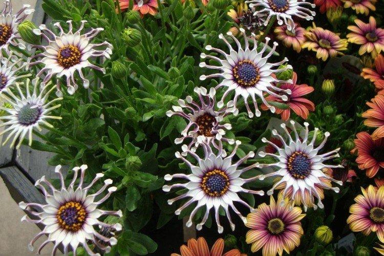 Osteospermum - foto Osteospermum - foto