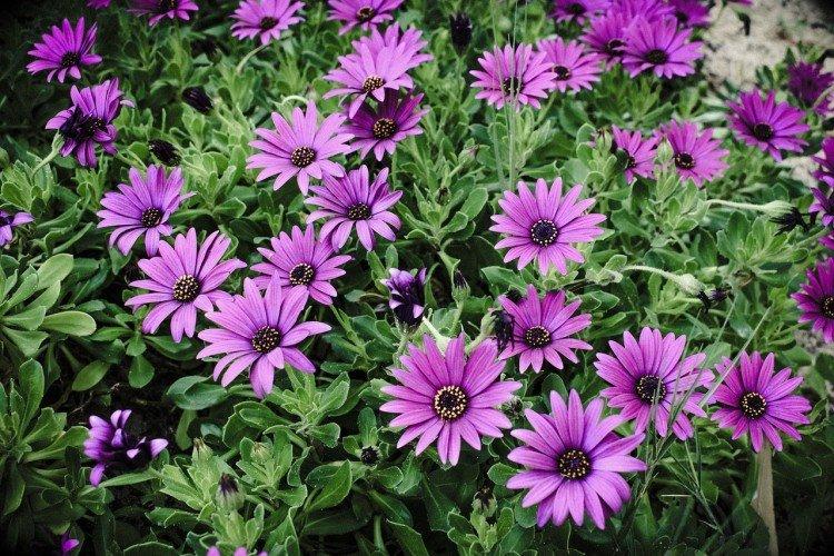 Kroviny osteospermum Kroviny osteospermum