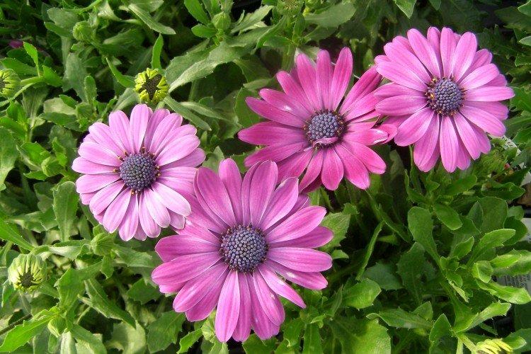 Osteospermum je viditeľné Osteospermum je viditeľné