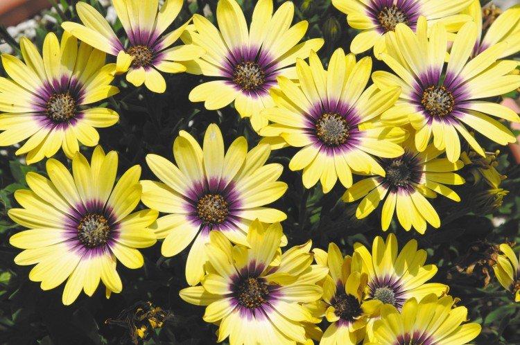 Osteospermum hybrid Osteospermum hybrid