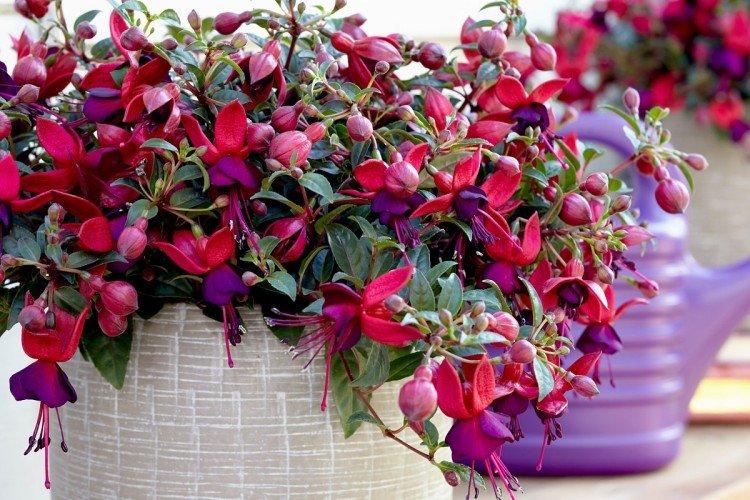 Fuchsia (50 photos): types, plantation et soins appropriés