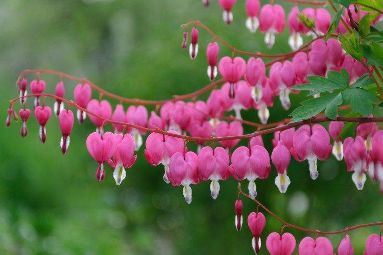 Dicentra (50 photos): types, soins appropriés et plantation