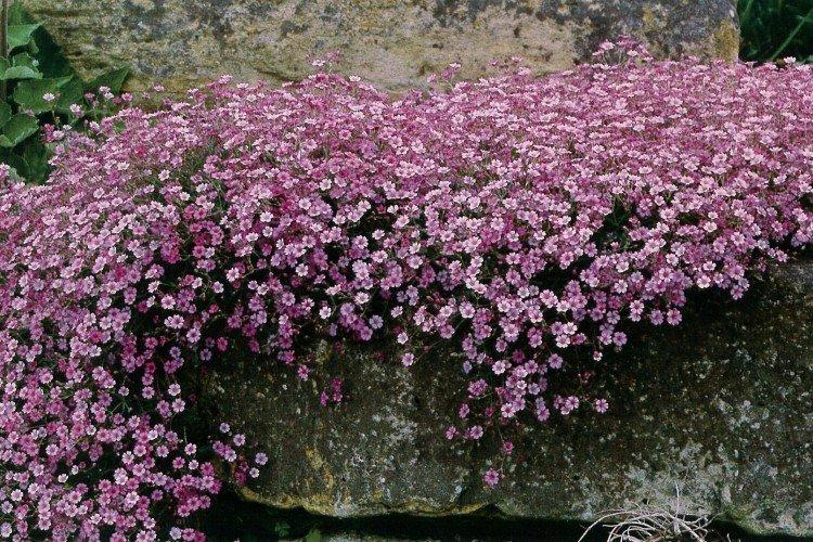 Gypsophila - fotografia Gypsophila - fotografia