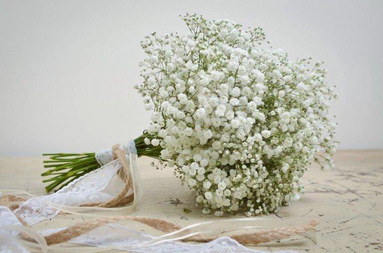 Gypsophila - fotografia Gypsophila - fotografia