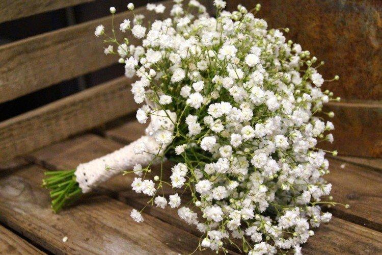 Gypsophila - fotografia Gypsophila - fotografia