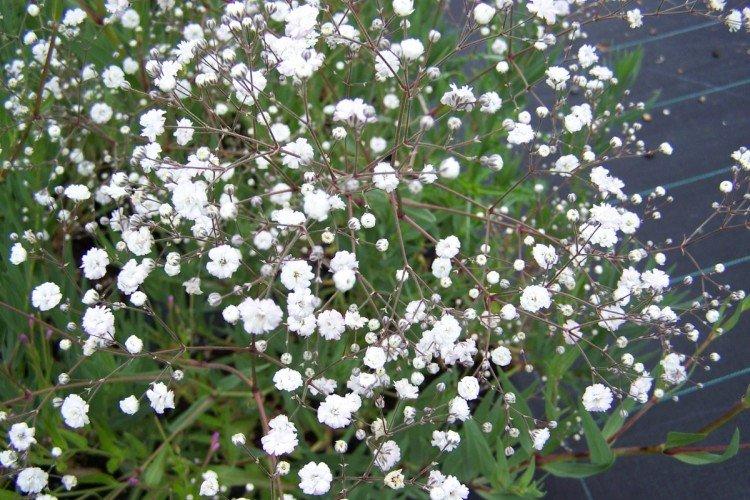 Paniculata gypsophila Paniculata gypsophila