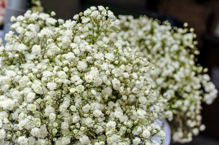Gypsophila - fotografia Gypsophila - fotografia
