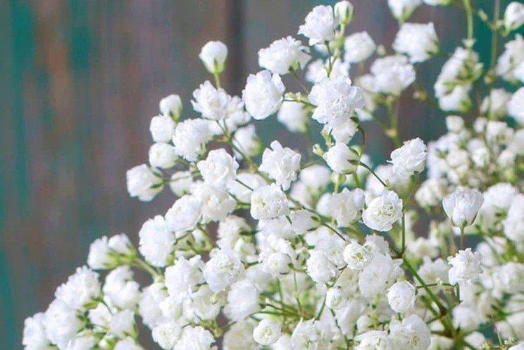 Gypsophila - fotografia Gypsophila - fotografia