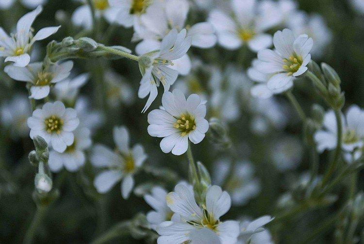 Gypsophila - fotografia Gypsophila - fotografia