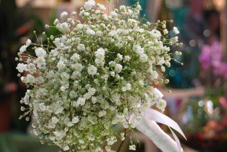Gypsophila - fotografia Gypsophila - fotografia