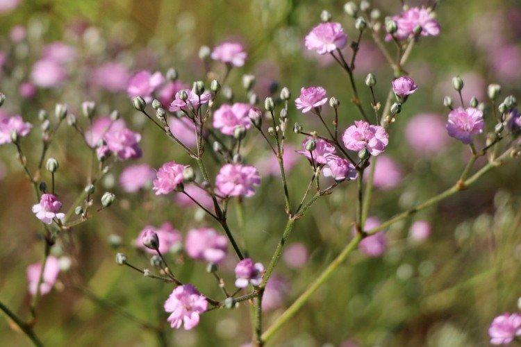 Gypsophila - fotografia Gypsophila - fotografia
