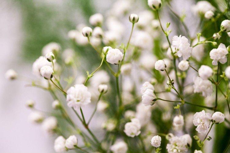 Gypsophila - fotografia Gypsophila - fotografia