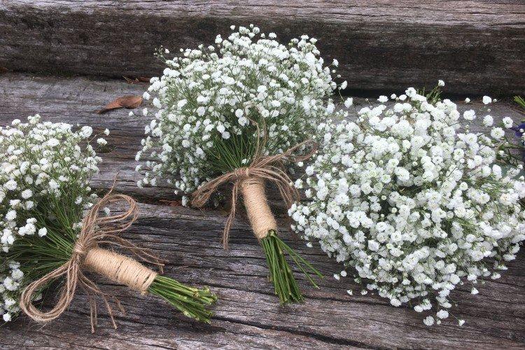 Gypsophila - fotografia Gypsophila - fotografia