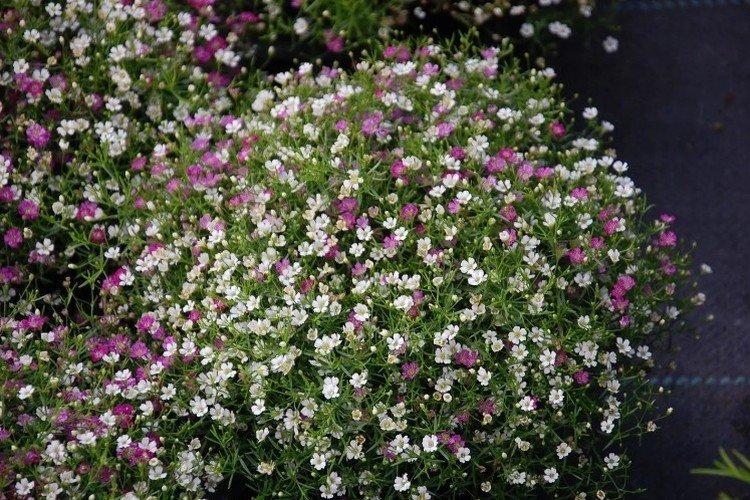 Gypsophila - fotografia Gypsophila - fotografia