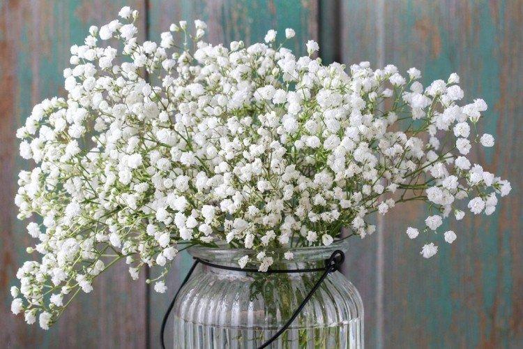Gypsophila - fotografia Gypsophila - fotografia