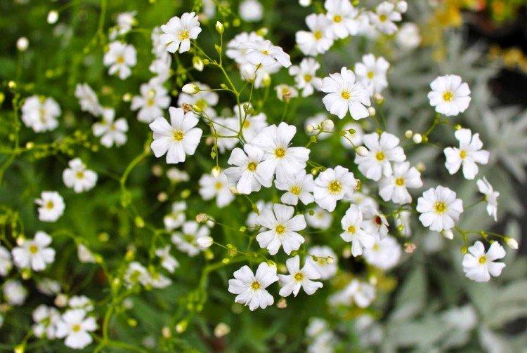 Gypsophila - fotografia Gypsophila - fotografia