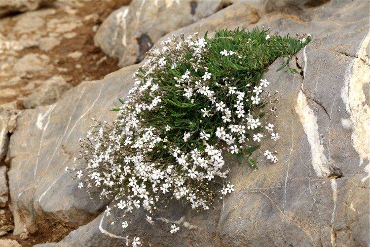 Plazivá gypsophila Plazivá gypsophila