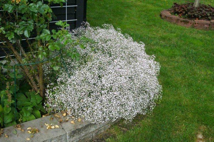 Gypsophila - fotografia Gypsophila - fotografia