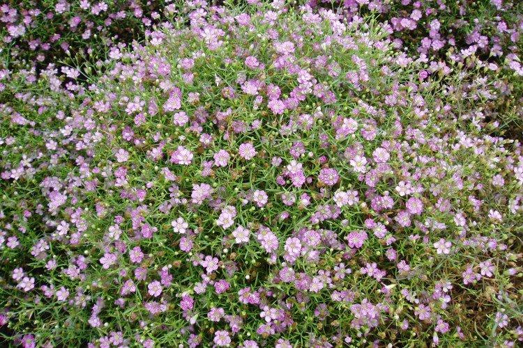 Gypsophila - fotografia Gypsophila - fotografia