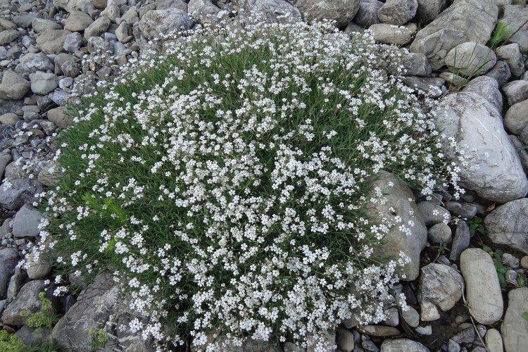 Gypsophila - fotografia Gypsophila - fotografia