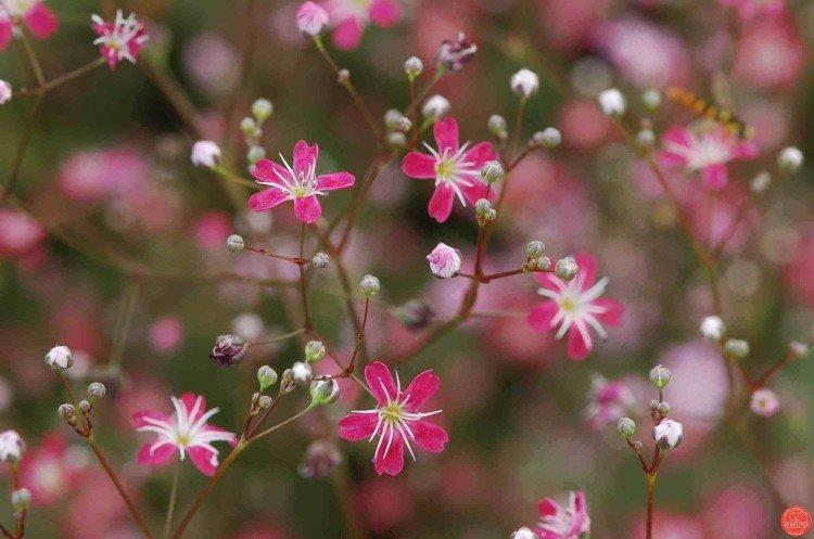 Gypsophila - fotografia Gypsophila - fotografia